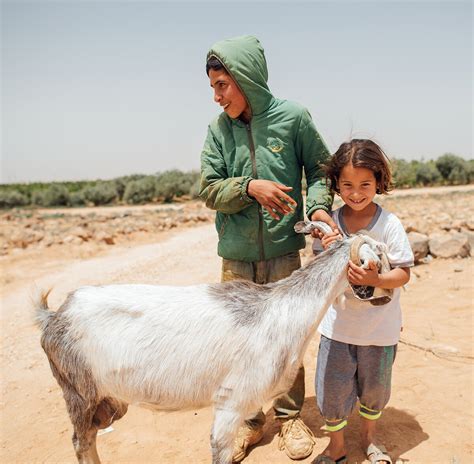best charity to donate a goat|Lifting Hands International — Goat Program.